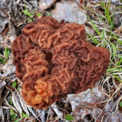 Gyromitra esculenta