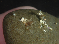 Amblyosyllis