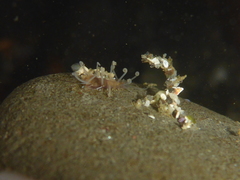Amblyosyllis