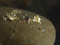 Amblyosyllis