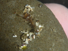 Amblyosyllis