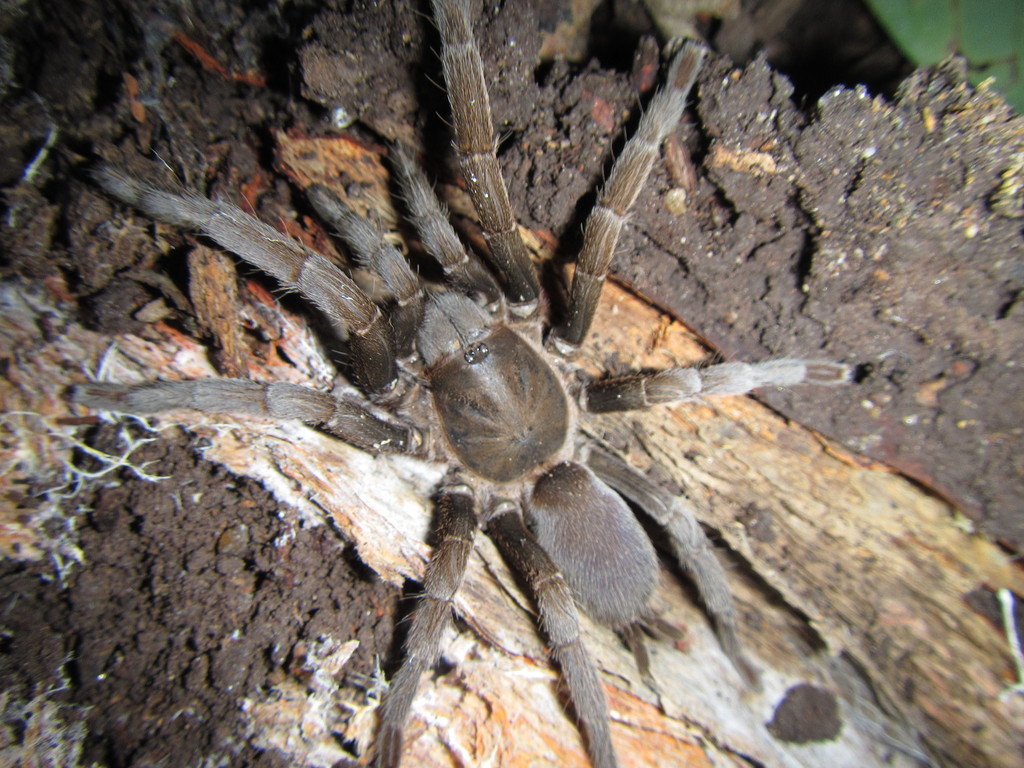 Brush Tarantula