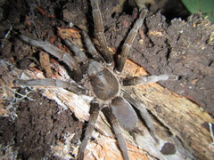 Coremiocnemis tropix