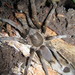 Brush Tarantula - Photo (c) Matthew Connors, some rights reserved (CC BY-NC), uploaded by Matthew Connors