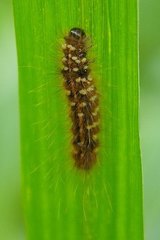 Creatonotos transiens