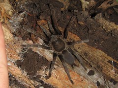 Coremiocnemis tropix