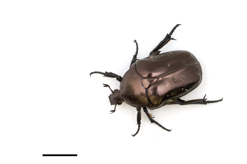 Protaetia nigropurpurea