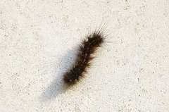 Creatonotos transiens