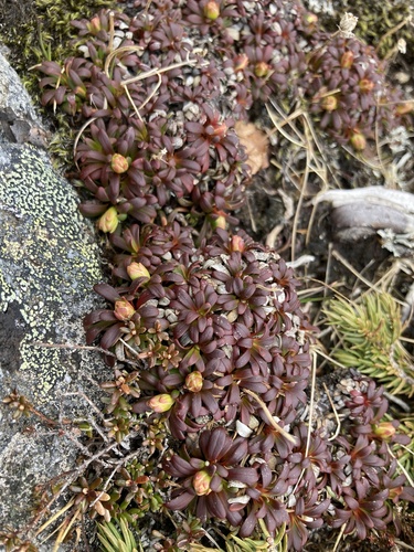 Diapensia