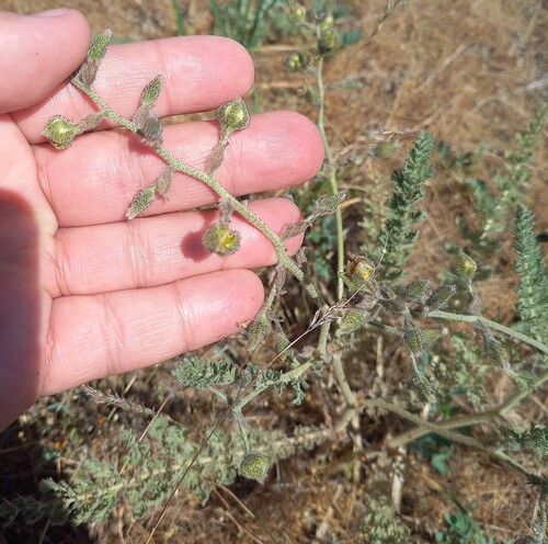 آدمک، چله داغی، گنو (Biebersteinia multifida)