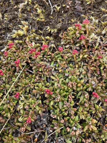 alpine azalea