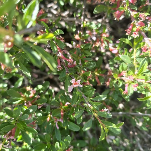 Prunus griffithii, photograph 2