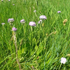 Primula longiscapa, photograph (c) Alexander Dubynin, some rights reserved (CC BY)