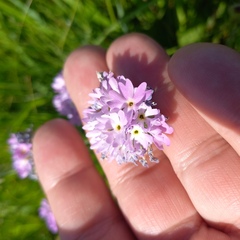 Primula longiscapa, photograph (c) Alexander Dubynin, some rights reserved (CC BY)