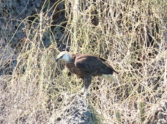 Haliaeetus vociferoides