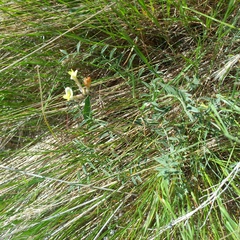 Giant Vining Macrotropis (Macrotropis)