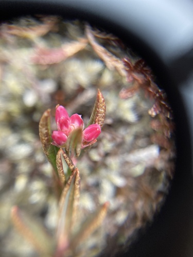 Wild Rosemary