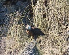 Haliaeetus vociferoides