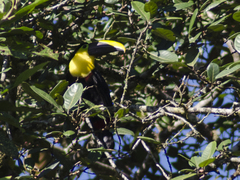 Ramphastos brevis