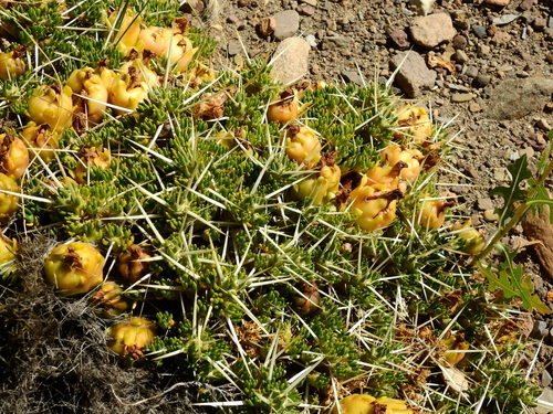 Image of Maihuenia patagonica by (c) Guillermo Debandi, some rights reserved (CC BY)