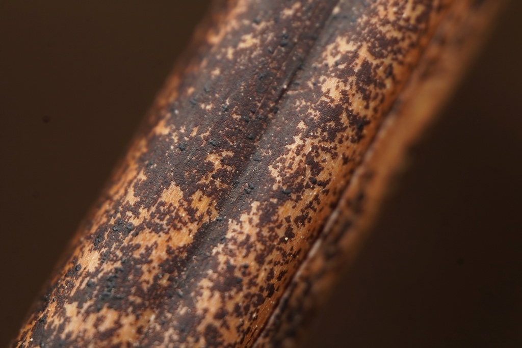Leptopeltis