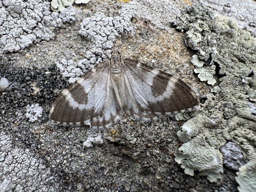 Stamnodes depeculata