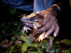 Leptodactylus fallax