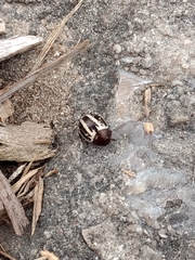 Calligrapha multipunctata