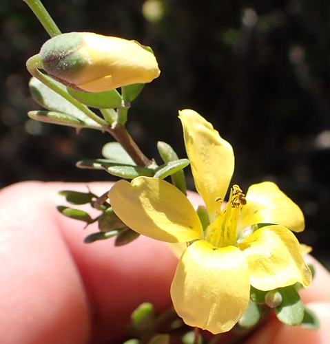 Image of Grey Twinleaf (Roepera lichtensteiniana) by (c) Nicola van Berkel, some rights reserved (CC BY-SA)