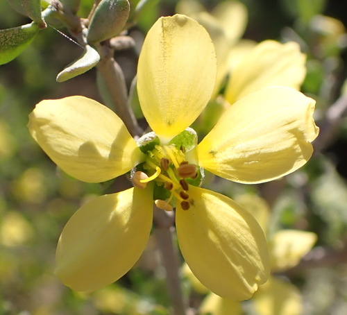 Grey Twinleaf (Roepera lichtensteiniana)