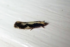 Monopis dorsistrigella