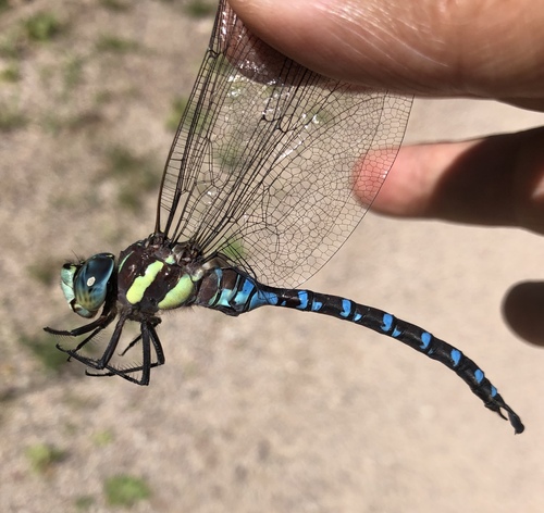 Persephone's Darner photo 2