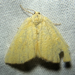 Hesperumia fumosaria