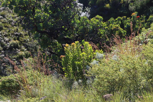 Image of Protea asymmetrica by (c) Tony Rebelo, some rights reserved (CC BY-SA)