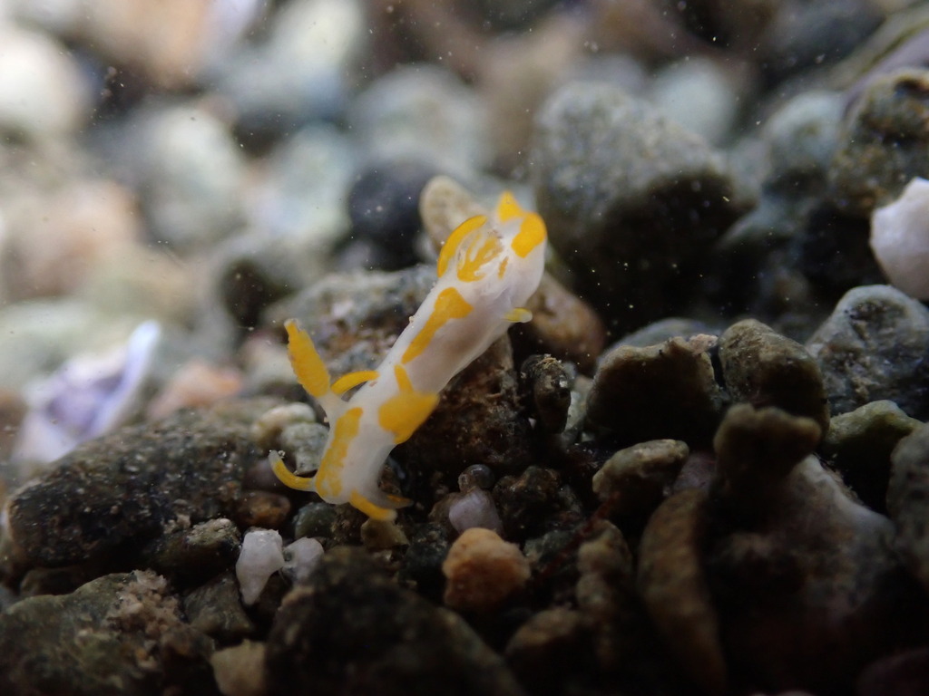 Trapania maculata
