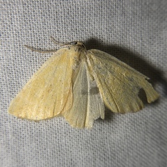 Hesperumia fumosaria