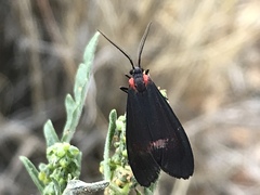 Lycomorpha splendens