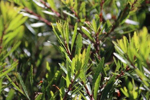 Inyanga Waxberry (Morella microbracteata)