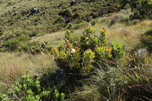 Image of Protea asymmetrica by (c) Tony Rebelo, some rights reserved (CC BY-SA)