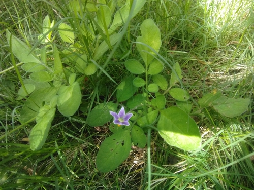 Solanum commersonii