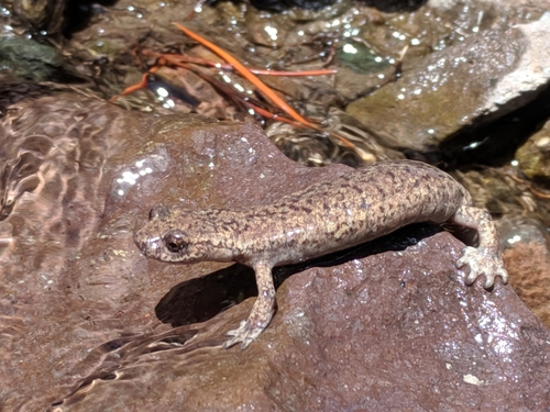 Mount Lyell Salamander