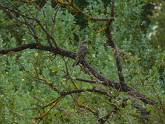 Chrysococcyx osculans