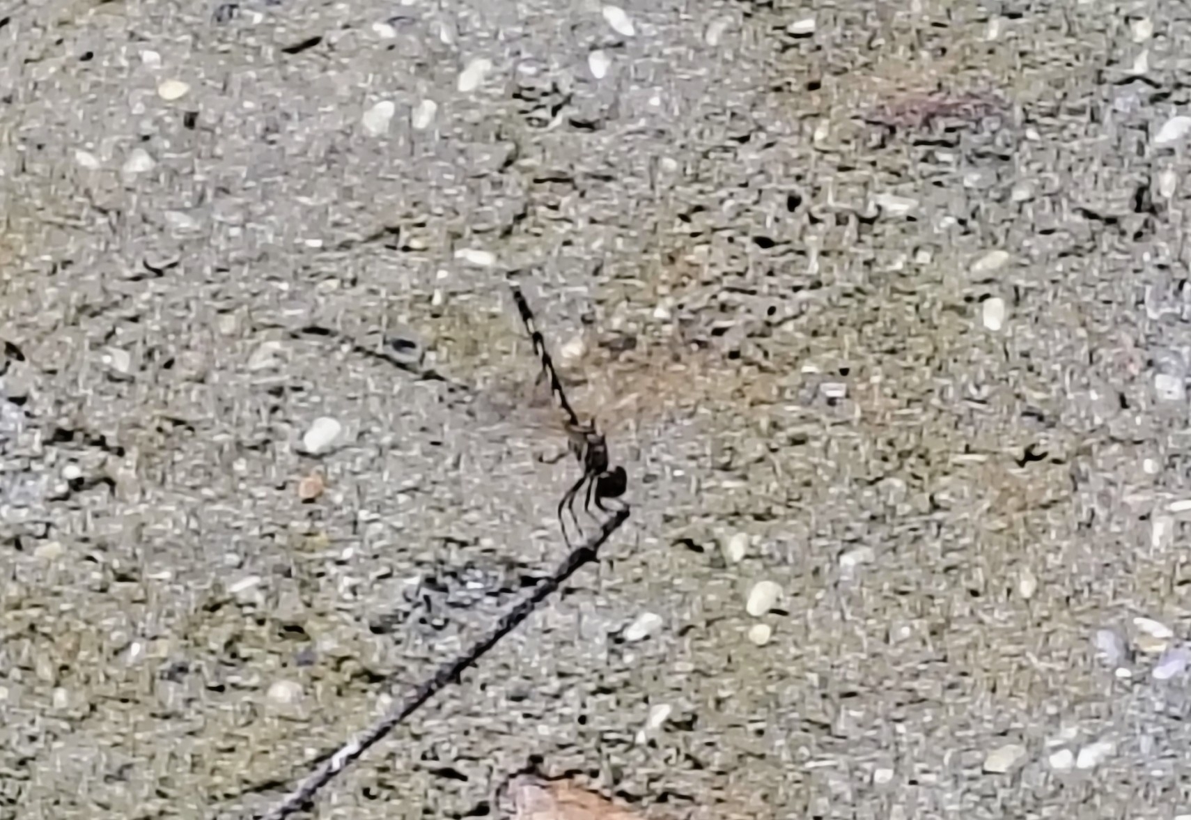 Long-Legged Marsh Glider
