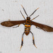 Texas Wasp Moth - Photo (c) Greg Lasley, some rights reserved (CC BY-NC), uploaded by Greg Lasley