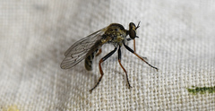 Brachyrhopalinae