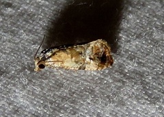 Cochylis