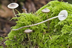 Mycena amicta