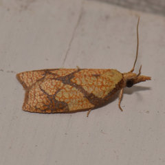 Cenopis reticulatana