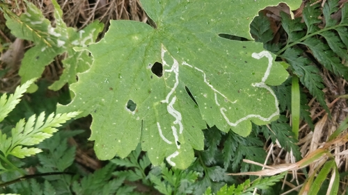 Phytomyza cortusifolii