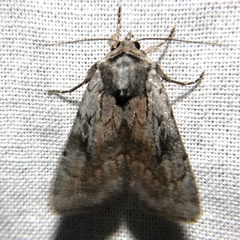 Setagrotis pallidicollis